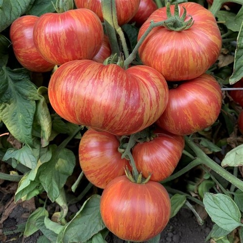 Tomatensamen usa - tomatensamen, (7+samen);